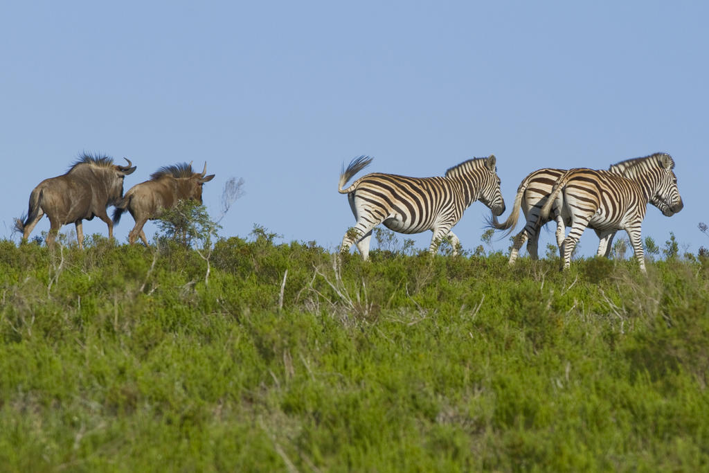 Nyaru Game Lodge Brandwag Luaran gambar