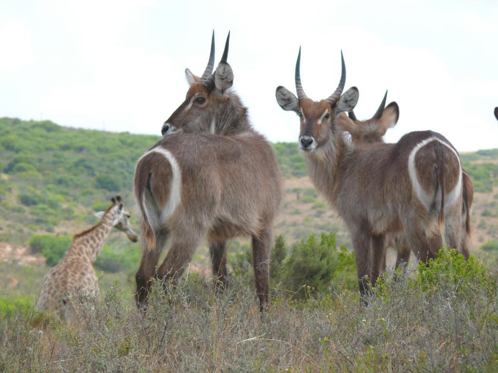 Nyaru Game Lodge Brandwag Luaran gambar