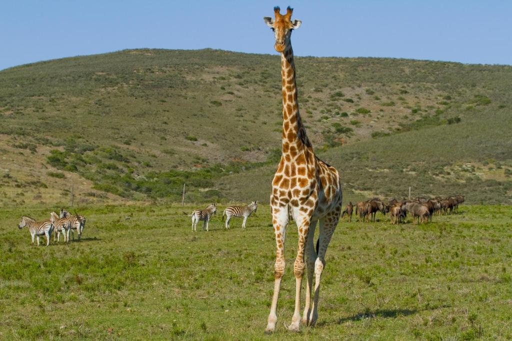 Nyaru Game Lodge Brandwag Luaran gambar